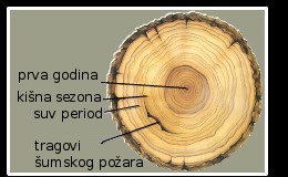 Tree Ring Structure